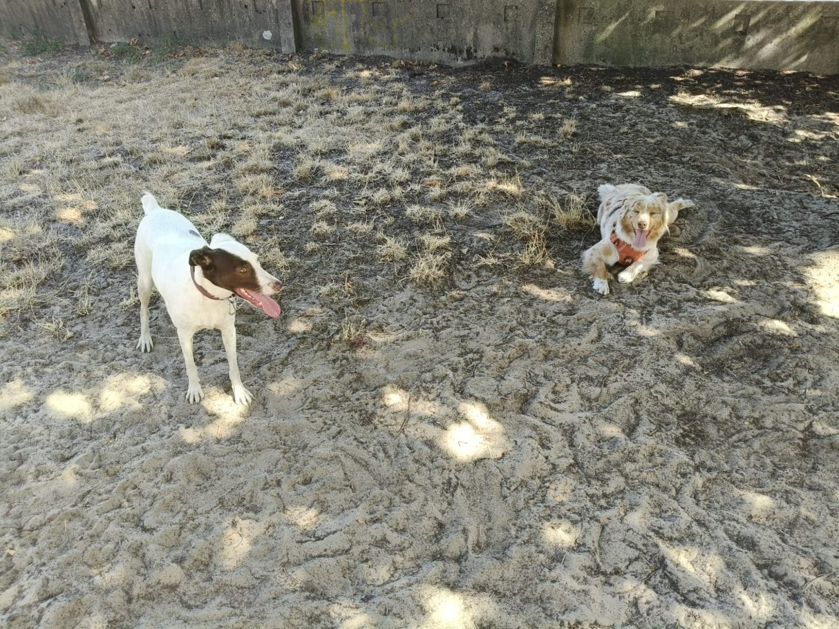 Coco en Freyja