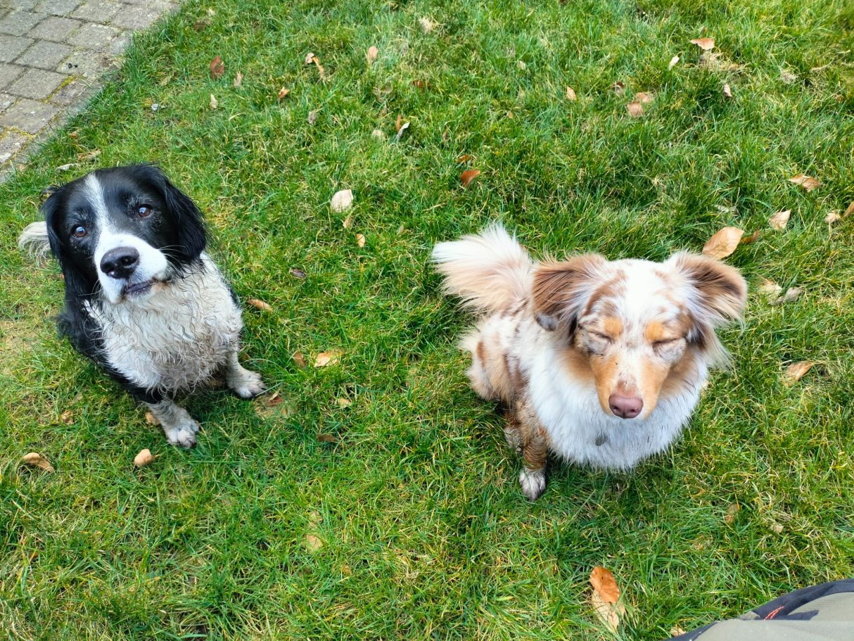 Dusty en Freyja