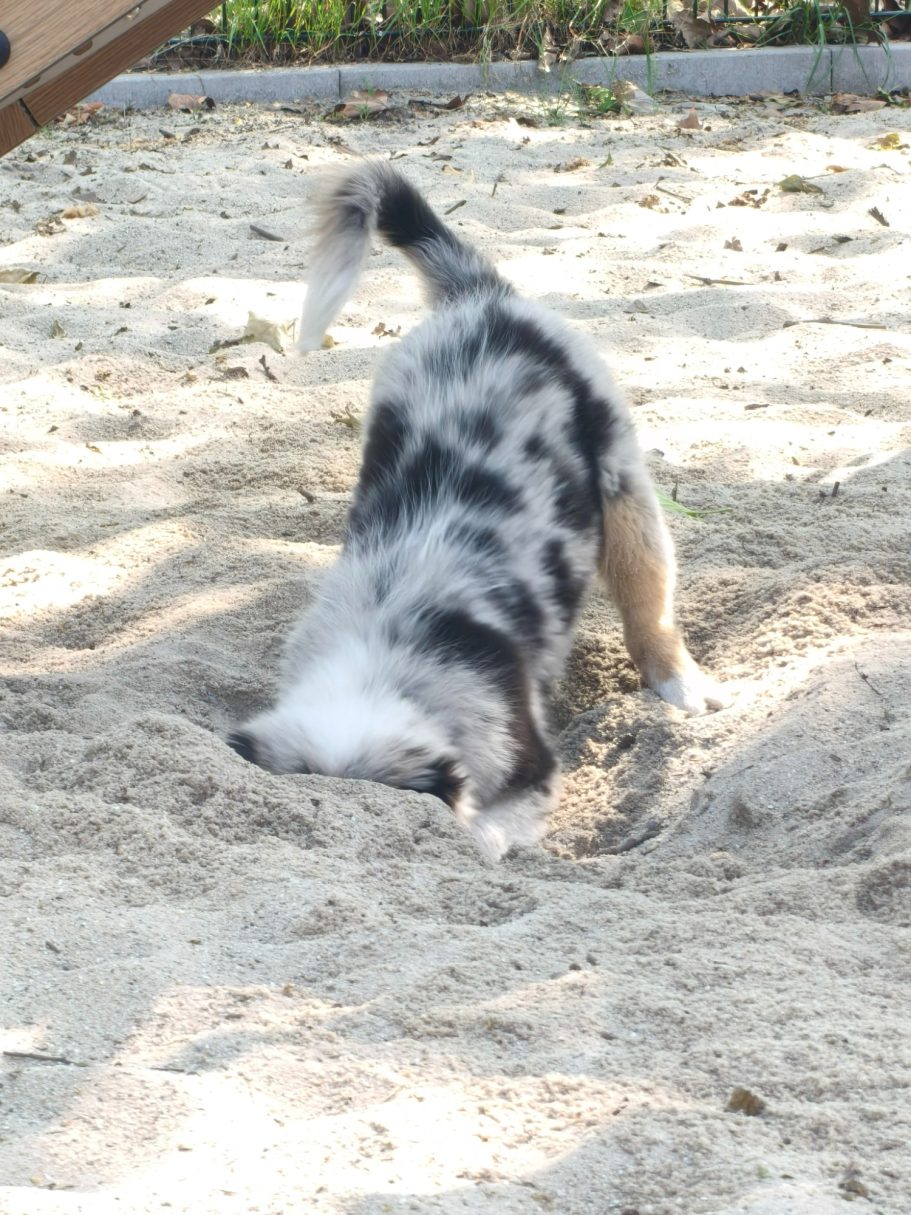 Kop in het Zand - Zayja
