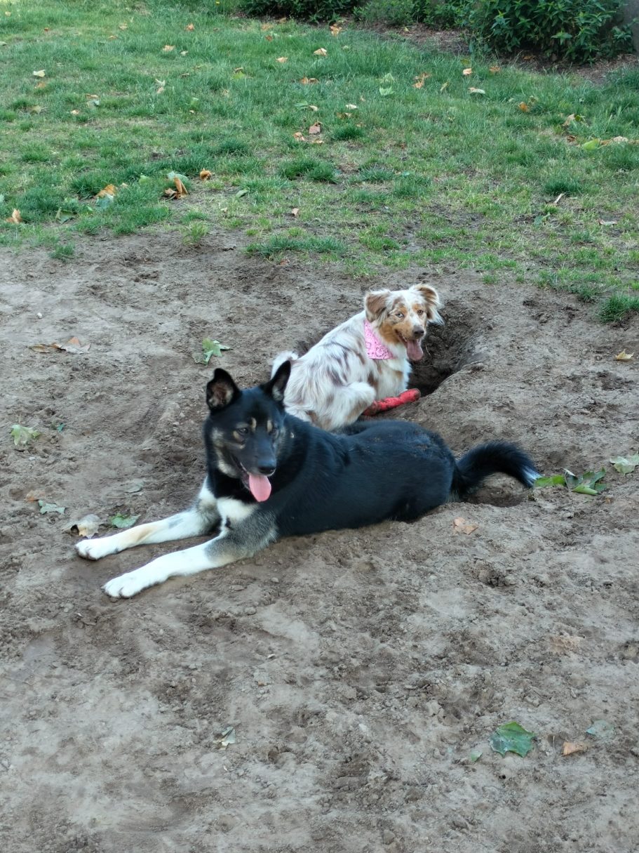 Toxo en Freyja