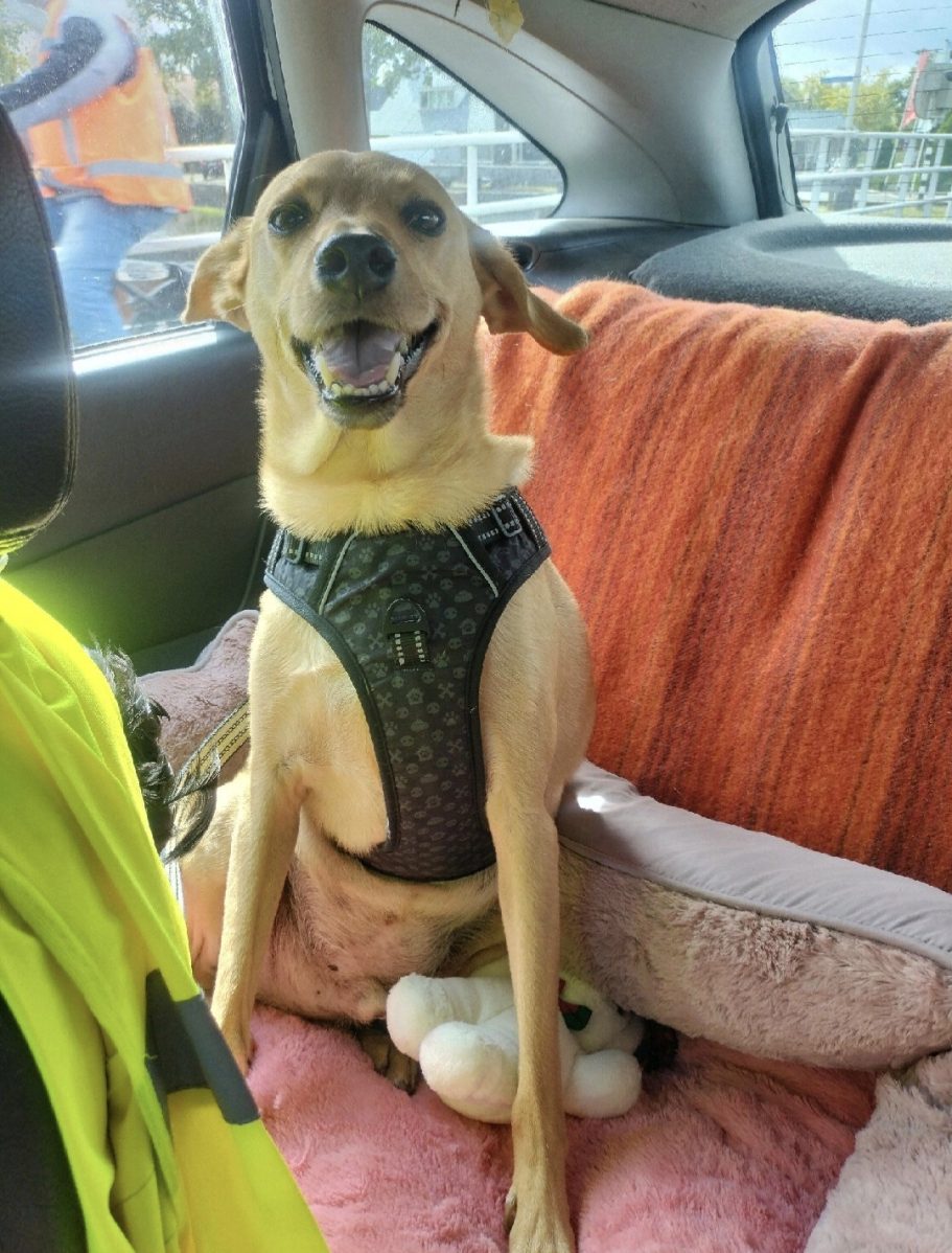 Loki