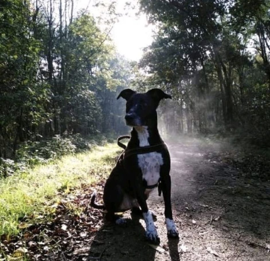 Amigo