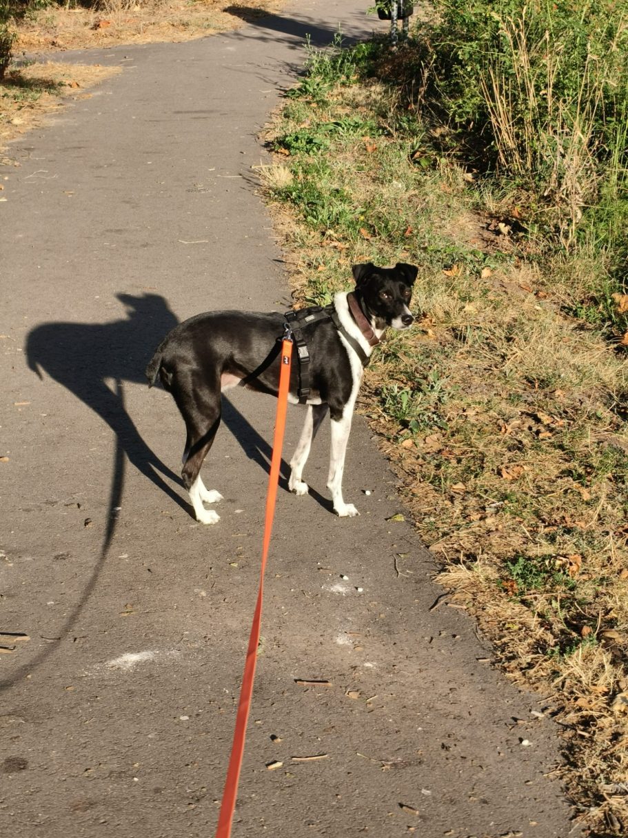 Dobby