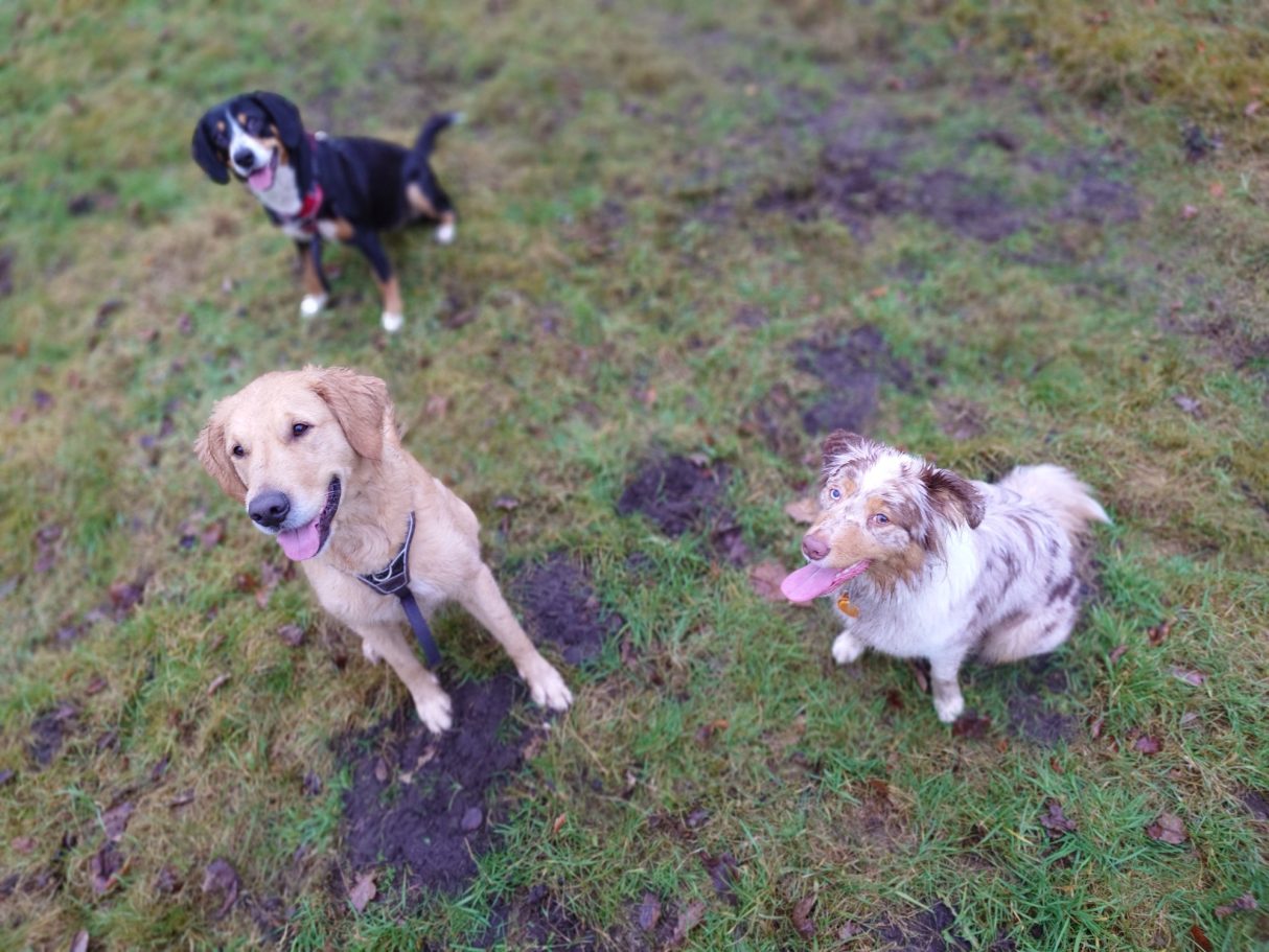 Dolly, Renske en Freyja