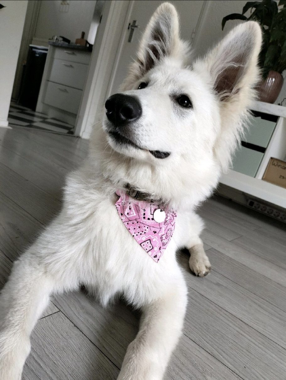 Nyo vindt Roze ook mooi