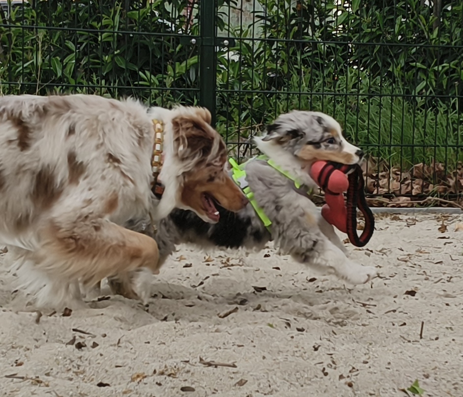 Samen Spelen